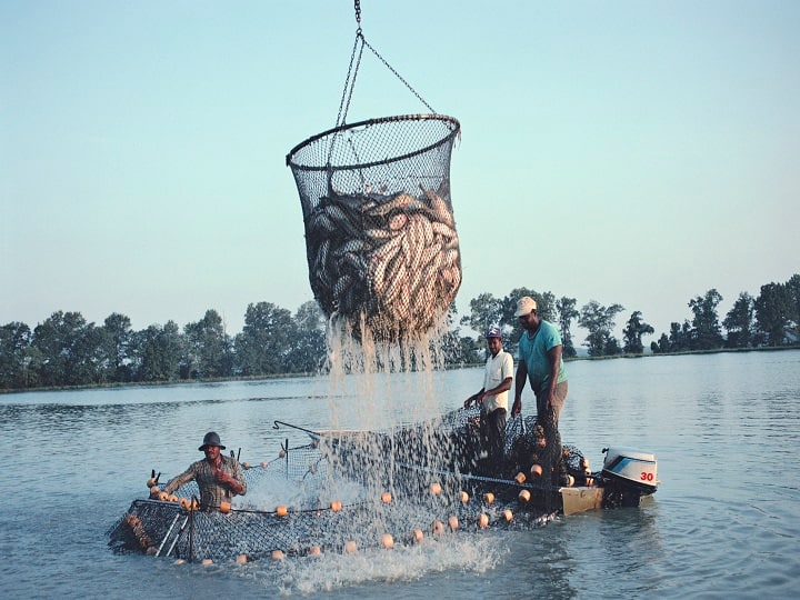 Fish Farming: शेतीव्यतिरिक्त काही शेतकरी मत्स्यपालन करतात आणि यातून ते दरवर्षी भरघोस नफा कमवतात. आता सरकारही अशा शेतकर्‍यांचं मनोबल वाढवण्यासाठी त्यांना पूर्ण मदत करत आहे.