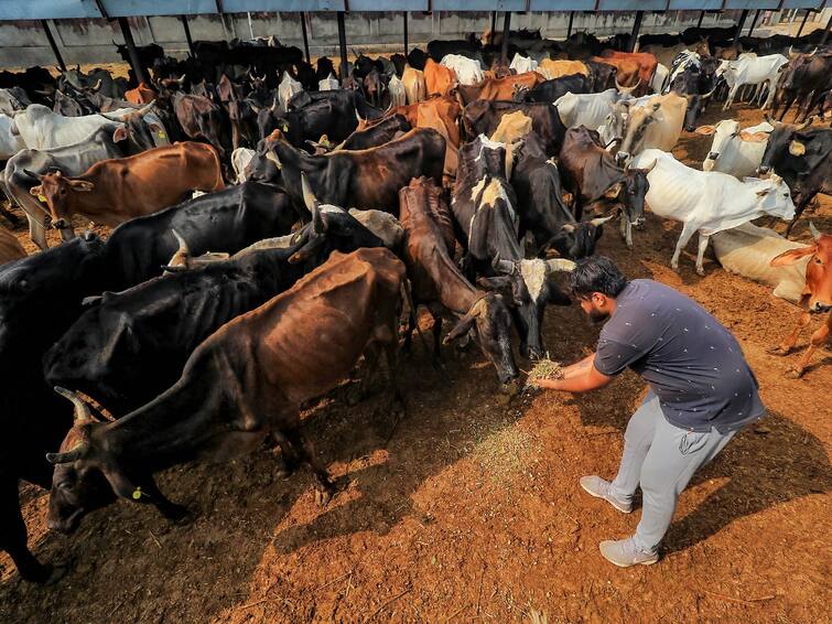 Government Scheme Cattle breeders will be rich, this is the central government's plan to promote indigenous cattle Government Scheme: પશુપાલકો થશે માલામાલ, દેશી પશુઓને પ્રોત્સાહન આપવા કેન્દ્ર સરકારની છે આ યોજના