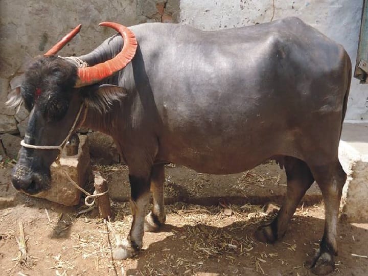 Dharwadi Buffalo Milk used for preparing Famous Dharwadi Peda with GI Tag Buffalo farming: इसी भैंस के दूध से बनती है GI Tag मिठाई, कम कीमत में मालामाल बना देंगी इसकी खूबियां