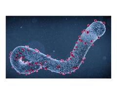 Marburg Disease Outbreak : चिंता वाढली ! कोरोनापेक्षाही धोकादायक व्हायरस, 'मारबर्ग' विषाणूमुळे नऊ जणांचा मृत्यू