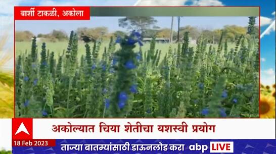 Saat Barachya Batmya:7/12 : सात बाराच्या बातम्या : चिया शेतीचा प्रयोग ते सांडपाण्यावर लाखोंची शेती