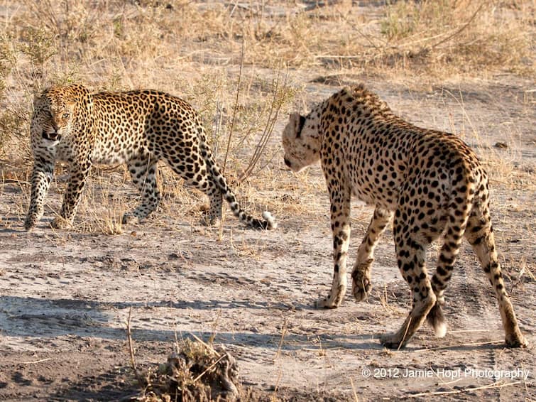 Kuno National Park Welcomes 2nd Batch Of 12 South African Cheetahs Kuno National Park Welcomes 2nd Batch Of 12 South African Cheetahs