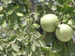 इस हरे पत्ते में छिपा है कई बीमारियों का इलाज...इस तरह सेवन करने से मिलेगा लाभ