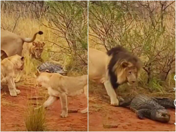शेरों के झुंड से अकेले लड़ने लगा मगरमच्छ, बेहद खौफनाक है ये Video crocodile and lion pack fighting shocking wildlife Sher ka viral video शेरों के झुंड से अकेले लड़ने लगा मगरमच्छ, बेहद खौफनाक है ये Video