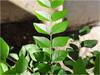 Curry Leaves:  కరివేపాకు ఇలా తీసుకుంటే రక్తంలో చక్కెర స్థాయిలు అసలు పెరగవు
