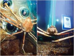 10 फीट लंबे पैरौं वाले केकड़े ने बनाया विश्व रिकॉर्ड, गिनीज बुक में दर्ज हुआ नाम