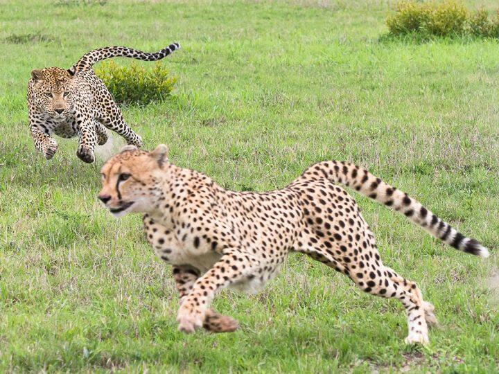 Cheetah Project: नामीबिया के बाद अब भारत पहुंचे 12 अफ्रीकन चीते, विमान C-17 ग्लोब मास्टर से लाए गए ग्वालियर twelve cheetahs from south africa arrived in madhya pradesh via C 17 Globe Master Cheetah Project: नामीबिया के बाद अब भारत पहुंचे 12 अफ्रीकन चीते, विमान C-17 ग्लोब मास्टर से लाए गए ग्वालियर