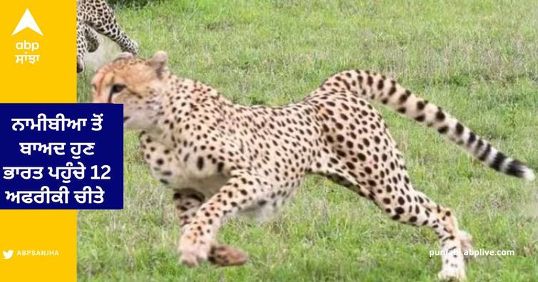 Twelve Cheetahs from South Africa arrived in Madhya Pradesh Via C-17 Globe Master Cheetah Project : ਨਾਮੀਬੀਆ ਤੋਂ ਬਾਅਦ ਹੁਣ ਭਾਰਤ ਪਹੁੰਚੇ 12 ਅਫਰੀਕੀ ਚੀਤੇ , ਜਹਾਜ਼ C-17 ਗਲੋਬ ਮਾਸਟਰ ਰਾਹੀਂ ਲਿਆਂਦੇ ਗਏ ਗਵਾਲੀਅਰ