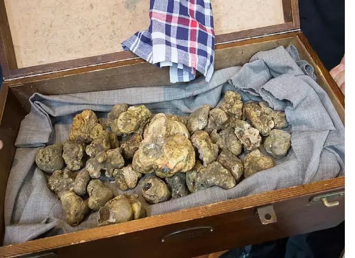 ઇટાલીના વ્હાઇટ અલ્બા ટ્રફલને વિશ્વનું સૌથી મોંઘું ફૂડ માનવામાં આવે છે. આ ટ્રફલ હોંગકોંગના એક વ્યક્તિએ તેની પત્ની માટે ખરીદ્યું હતું, જેનું વજન 1.51 કિલો હતું. 2007માં તેની કિંમત 330,000 યુએસ ડોલર હોવાનું સામે આવ્યું છે.