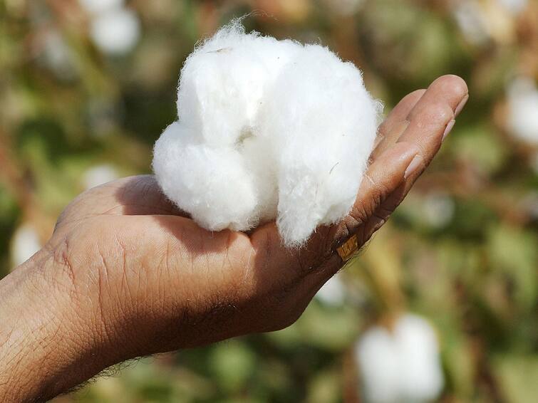 Cotton Production News 35 to 40 percent decline in cotton production in country according to experts Cotton Production : कापसाच्या पेरणी क्षेत्रात वाढ मात्र उत्पादनात घट, हवामान बदलाचा मोठा फटका; तज्ज्ञांची माहिती 