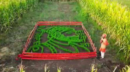 कुणाल विखे हे गेल्या 5 दिवसांपासून मेहनत घेत होते. सुरुवातीला शिवरायांची रांगोळी काढून त्यामध्ये त्यांनी गव्हाचे बियाणे टाकले होते. त्यानंतर त्यांनी गहू पिकाला पाणी दिले होते.