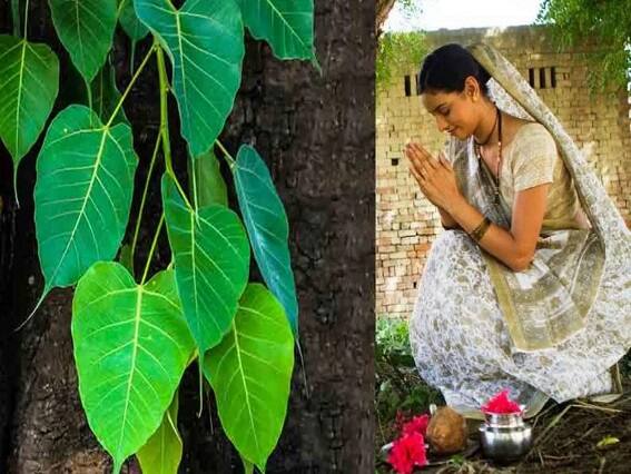 Why should not we touch Peepal trees on Sunday? Pipal Puja: રવિવારે પીપળની પૂજા કેમ ન કરવી જોઈએ? જાણો આ પૌરાણિક માન્યતા