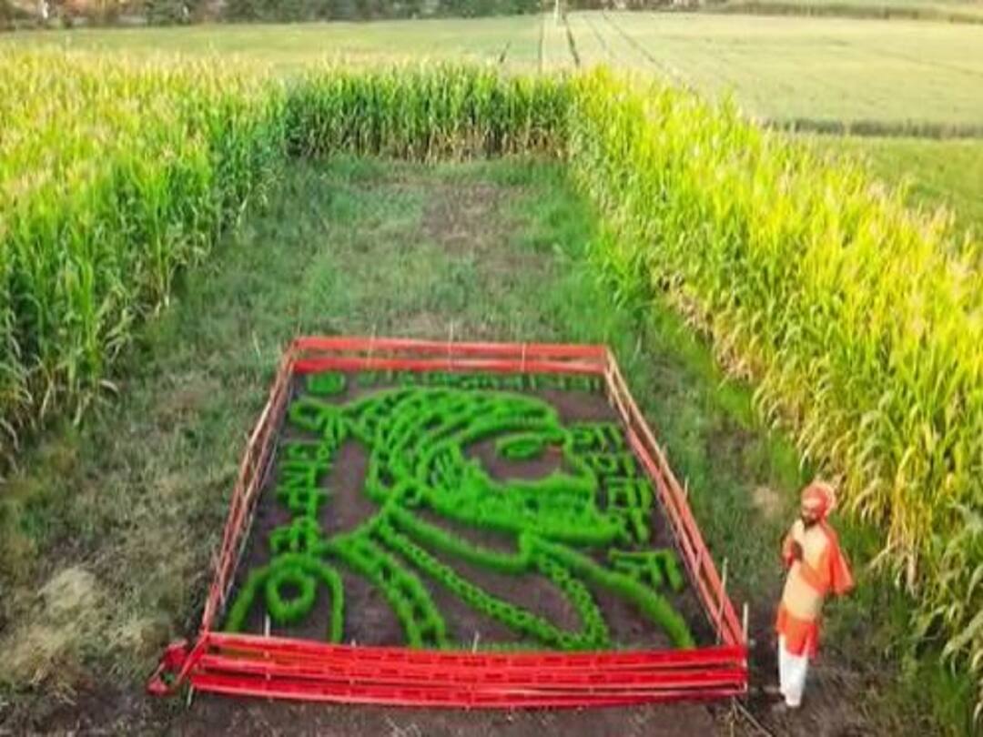 Shiv Jayanti 2023 Shiva Pratima made from wheat crop by young farmer in Ahmednagar Shiv Jayanti 2023 : कौतुकास्पद! गव्हाच्या पिकातून साकारली 'शिवप्रतिमा', अहमदनगरच्या कुणाल विखेंची कलाकृती  