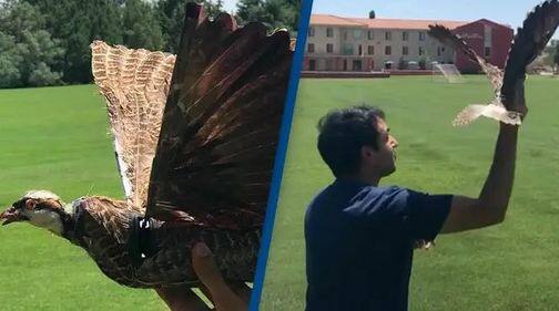 stuffed dead birds made into drones could spy on animals or humans Shocking: ਮਰੇ ਹੋਏ ਪੰਛੀ ਕਰਨਗੇ ਇਨਸਾਨਾਂ ਦੀ ਜਾਸੂਸੀ! ਵਿਗਿਆਨੀਆਂ ਦਾ ਕਮਾਲ, ਜਾਣੋ ਕਿਵੇਂ ਹੋਵੇਗੀ ਵਰਤੋਂ