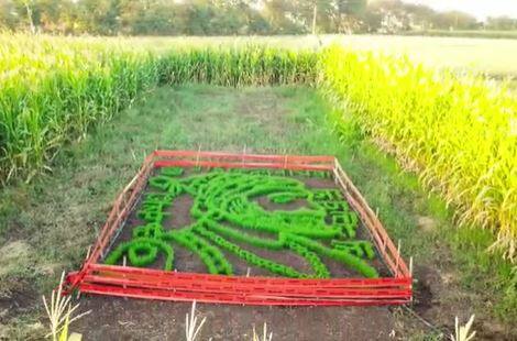 शिवजयंतीनिमित्त अहमदनगर (Ahmednagar) जिल्ह्यातील एका युवा शेतकऱ्यानं शिवाजी महाराजांची अनोखी प्रतिमा साकारली आहे. या शेतकऱ्यानं आपल्या शेतामध्ये गहू पीक (wheat crop) उगवून त्यापासून छत्रपती शिवाजी महाराजांची प्रतीकृती साकारली आहे.