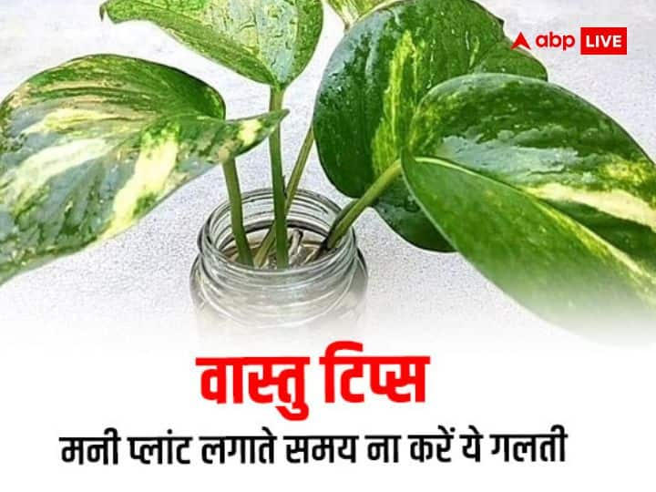 Money Plant: वास्तु शास्त्र में मनी प्लांट का खास महत्व है. आर्थिक स्थित सही करने के लिए वास्तु में मनी प्लांट के कुछ खास नियम बताए गए हैं. जानते हैं इन नियमों के बारे में.