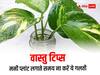 Vastu Tips For Money Plant: भूलकर भी इस जगह ना रखें मनी प्लांट, बढ़ने लगेगी आर्थिक तंगी