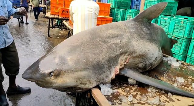 Giant Shark Weighing 200 Kilogram Has Been Captured At Digha By Fishermen Purba Medinipur: ২০০ কেজি ওজনের হাঙর ধরা পড়ল দিঘা মোহনায়