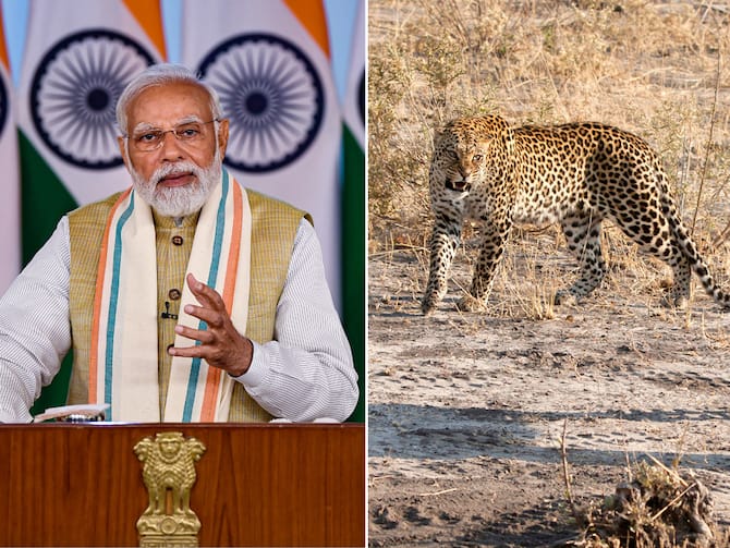 Boost To India's Wildlife Diversity: PM Modi On 12 Cheetahs Arriving In  MP's Kuno National Park