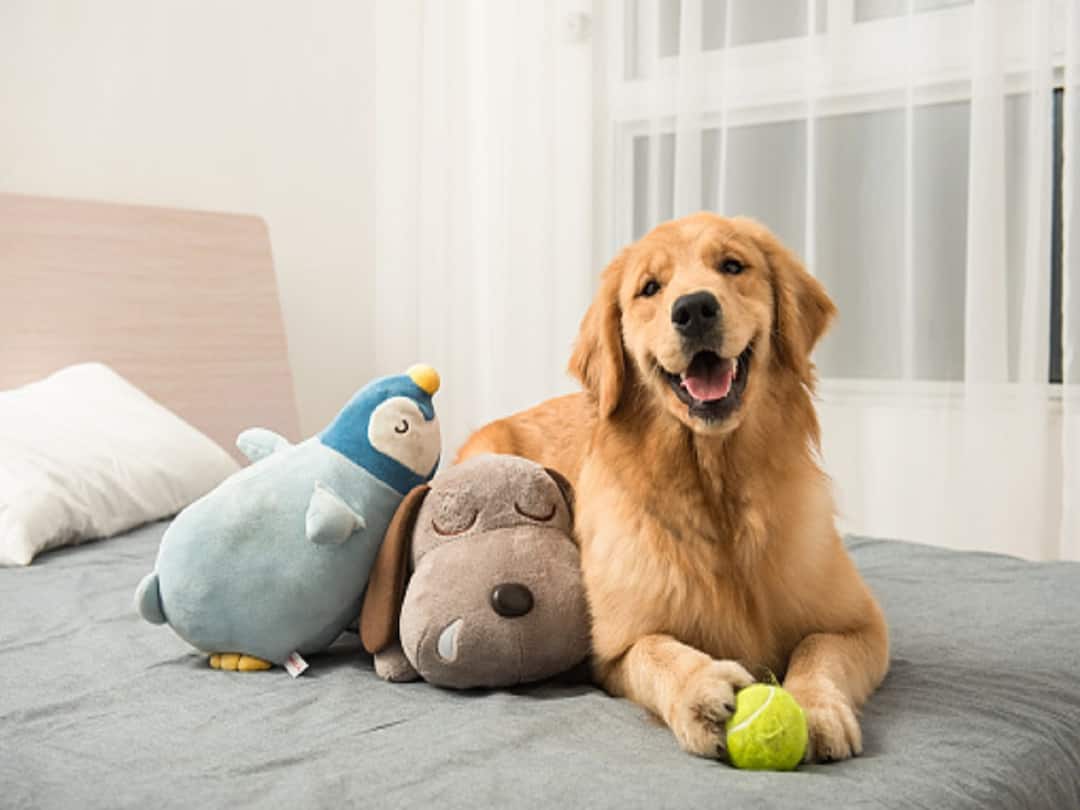 Fur-Real Essentials: 5 Must-Haves For New Pet Paw-Rents essential items that every new pet parent should have in order to keep their pet healthy happy and comfortable Fur-Real Essentials: 5 Must-Haves For New Pet Paw-Rents