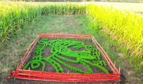 शिवाजी महाराजांच्या कलाकृतीसाठी 10 किलो गव्हाच्या बियाणांचा वापर करण्यात आला आहे. या शेतकऱ्याचा व्हीडिओ आज मोठ्या प्रमाणात व्हायरल होत आहे.