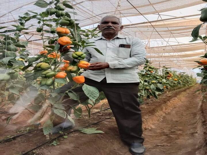 Rajasthan Rajsamand Farmers Moti Lal Earn 3 lakhs profitable from organic farming of vegetables Organic Farming: रंग-बिरंगी जैविक शिमला मिर्च से चमके राजसमंद के मोती, जैविक खेती से कमा रहे 3 लाख का Profit!