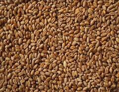 Wheat Price: ਦੇਸ਼ 'ਚ ਕਣਕ ਦੇ ਰੇਟ ਹੋਰ ਡਿੱਗਣਗੇ, ਮਾਰਚ ਦੇ ਅੰਤ ਤੱਕ ਕੇਂਦਰ ਸਰਕਾਰ ਜਾਰੀ ਕਰੇਗੀ ਇੰਨੀ ਲੱਖ ਟਨ ਕਣਕ