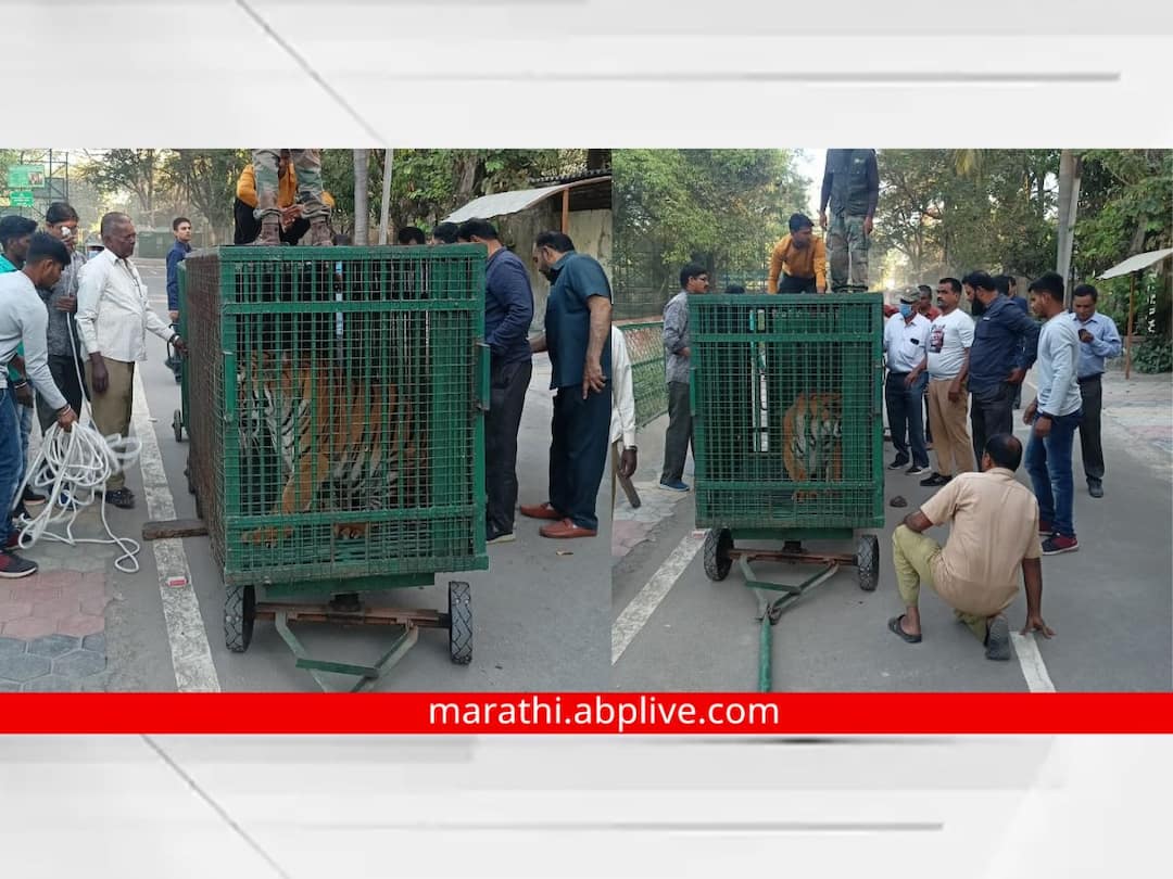Ranjana and Prathitha tigresses from Siddharth Park in Aurangabad have been shifted to Gujarat Aurangabad: अखेर औरंगाबादच्या सिद्धार्थ उद्यानातील रंजना, प्रतिथा वाघिणी गुजरातला रवाना