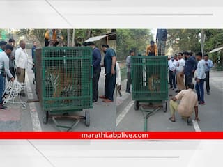 Aurangabad: अखेर औरंगाबादच्या सिद्धार्थ उद्यानातील रंजना, प्रतिथा वाघिणी गुजरातला रवाना