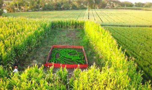 अहमदनगर (Ahmednagar) जिल्ह्यातील एका युवा शेतकऱ्यानं शिवाजी महाराजांची अनोखी प्रतिमा साकारली आहे. या शेतकऱ्यानं आपल्या शेतामध्ये गहू पीक (wheat crop) उगवून त्यापासून छत्रपती शिवाजी महाराजांची प्रतीकृती साकारली आहे.