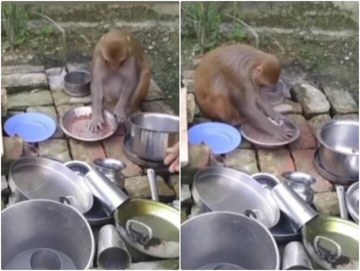 monkey is seen washing all utensils in house video goes viral Video: महिला ने बंदर से धुलवाए बर्तन, वीडियो देख नहीं रुक रही हंसी