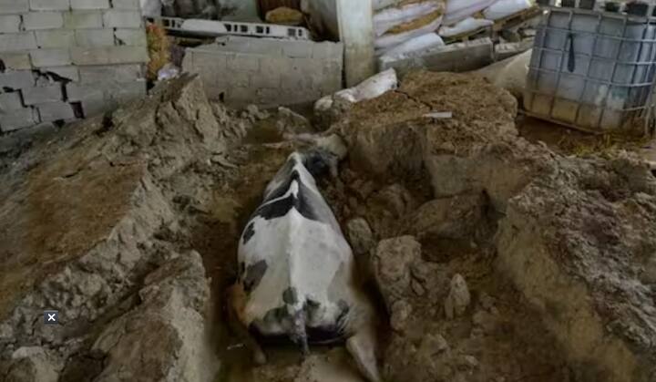 तुर्कीमधील डेमिरकोप्रू गावातील ग्रे हाऊसचे 42 वर्षीय शेतकरी आणि मालक माहिर कार्तास यांनी सांगितले की, घर 13 फूट जमिनीत बुडाले आणि जमिनीचा काही भाग ढिगाऱ्याखाली आला. तुर्कीमधील डेमिरकोप्रू गावातील भूकंपानंतर शेताजवळील शेडमधील जनावरांचाही मृत्यू झाला आहे.