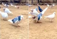 Viral Video: ਇਸ ਕਬੂਤਰ ਦਾ ਕਾਰਨਾਮਾ ਦੇਖ ਕੇ ਲੋਕਾਂ ਨੇ ਕਿਹਾ- ਇਹ ਤਾਂ 'ਕਬੂਤਰ ਦਾ ਵਿਦਯੁਤ ਜਾਮਵਾਲ' ਨਿਕਲਿਆ, ਦੇਖੋ ਵੀਡੀਓ