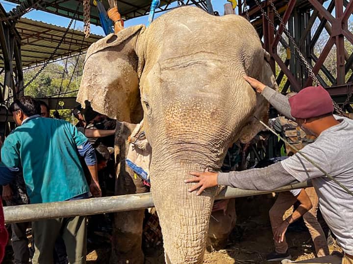 Moti Elephant: दवा के बाद दुआ भी काम न आई, दर्द से तड़प रहे मोती हाथी की मौत, हाथियों की सुरक्षा के लिए अभियान शुरू