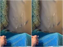 Video: मछली का सटीक निशाना लगाने की ये कला देखी है आपने? इस वीडियो में देखिए