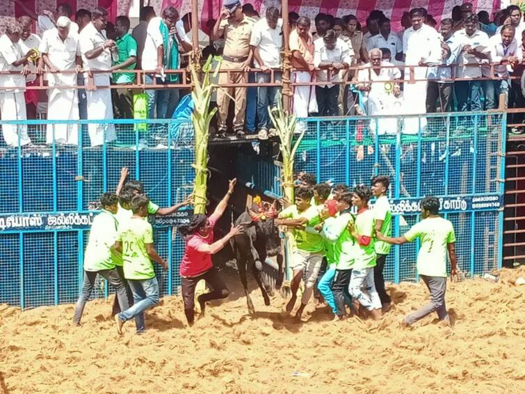 Trichy: 32 people injured in Jallikattu competition held in Trichy district TNN திருச்சி மாவட்டத்தில் நடந்த ஜல்லிகட்டு போட்டியில் 32 பேர் காயம்