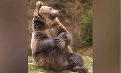 Viral Video: ਰਿੱਛ ਦਾ ਯੋਗਾ ਪੋਜ਼ ਦੇਖ ਕੇ ਸੋਸ਼ਲ ਮੀਡੀਆ ਯੂਜ਼ਰ ਹੋਏ ਪ੍ਰਭਾਵਿਤ, VIDEO ਦੇਖ ਕੇ ਹਾਰ ਜਾਓਗੇ ਦਿਲ