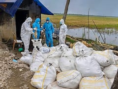 कोरोना के बाद जापान में बर्ड फ्लू से हाहाकार! 'एवियन फ्लू' फैलने पर 1.5 करोड़ पक्षियों को मारा गया