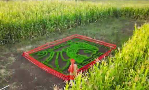 कुणाल विखे या तरुण शेतकऱ्याने गहू पीक उगवून त्यापासून छत्रपती शिवाजी महाराजांची कलाकृती साकारली आहे.