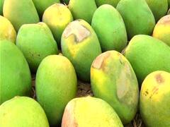 Alphonso Mango : हापूस आंब्याला उष्माघाताचा फटका, आंब्यावर डाग उठल्याने फळगळ