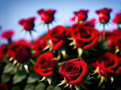 सिर्फ रोमांस में ही नहीं, सेहत बनाने में भी मदद कर सकता है गुलाब...इस तरह से कीजिए इस्तेमाल