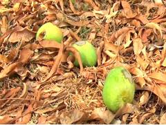 Alphonso Mango : हापूस आंब्याला उष्माघाताचा फटका, आंब्यावर डाग उठल्याने फळगळ