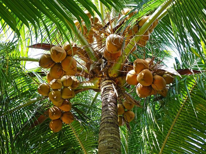 ডিহাইড্রেশন এড়াতে গরমের সময়ে নিজেকে হাইড্রেটেড রাখা খুবই গুরুত্বপূর্ণ। এমন পরিস্থিতিতে এই মরসুমে ডাবের জল পান করলে অনেক উপকার পাওয়া যায়।