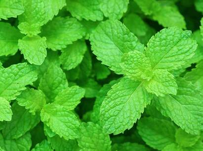5 Herbs To Improve Your Respiratory Health Respiration Herbs : மூச்சு பிரச்சனைகள் இருக்கா? இந்த மூலிகைகள் அற்புதமா நிவாரணம் கொடுக்கும்