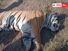 చనిపోయిన పులి - మాంసంగా చేసుకుని తిన్న గ్రామస్తులు - ఎక్కడో కాదు !