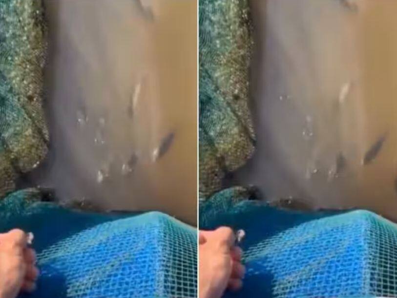 archer fish can be seen aiming at its prey from underwater Viral Video: ਕੀ ਤੁਸੀਂ ਮੱਛੀ ਨੂੰ ਸਹੀ ਨਿਸ਼ਾਨਾ ਬਣਾਉਣ ਦੀ ਇਹ ਕਲਾ ਦੇਖੀ ਹੈ? ਇਸ ਵੀਡੀਓ ਵਿੱਚ ਵੇਖੋ