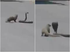 बीच सड़क पर हुई सांप और नेवले की भयंकर लड़ाई, Video में दिखा दर्दनाक अंत