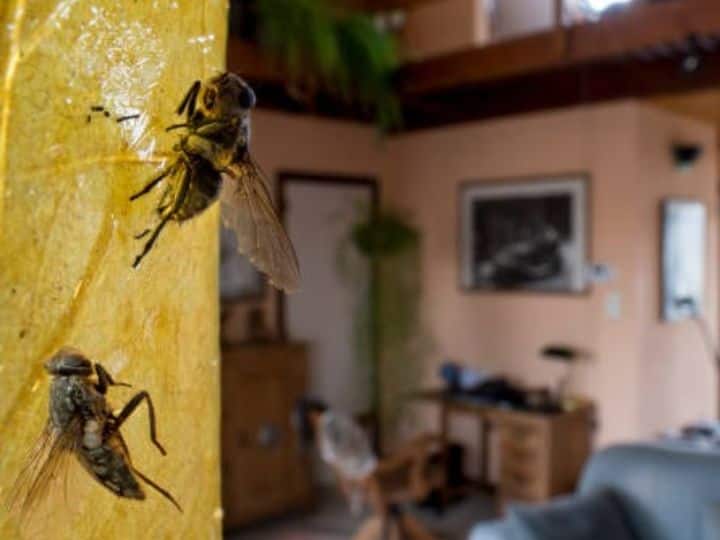 Water In Plastic Bag Polythene Really Can Repel Houseflies Know What Expert Says ढीठ मक्खियों को घर से भगाने की 'निंजा टेक्निक', पानी और प्लास्टिक के कॉम्बिनेशन से होगा इनका काम तमाम!