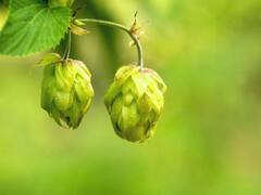 सब्जी है या सोना, कीमत एक लाख रुपये किलो! खाने के फायदे सुनकर उड़ जाएंगे होश