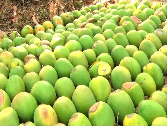 कोकणातील हापूस आंब्याला उष्माघाताचा फटका